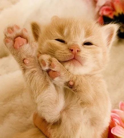 60多張有趣且可愛的貓看了讓人心情愉快