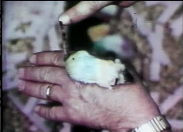 在人造“天堂”裡,老鼠560天后走向滅亡,這就是安逸的結局? 在人造“天堂”裡,老鼠560天后走向滅亡,這就是安逸的結局?