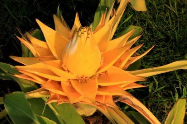 她在家養了3種&OpenCurlyDoubleQuote;超大超美&rdquo;的奇花，1朵花能開100天，鄰居好羨慕