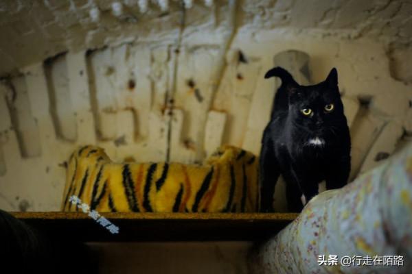 為感謝服役277年的貓咪,俄羅斯冬宮博物館操碎了心 為感謝服役277年的貓咪,俄羅斯冬宮博物館操碎了心