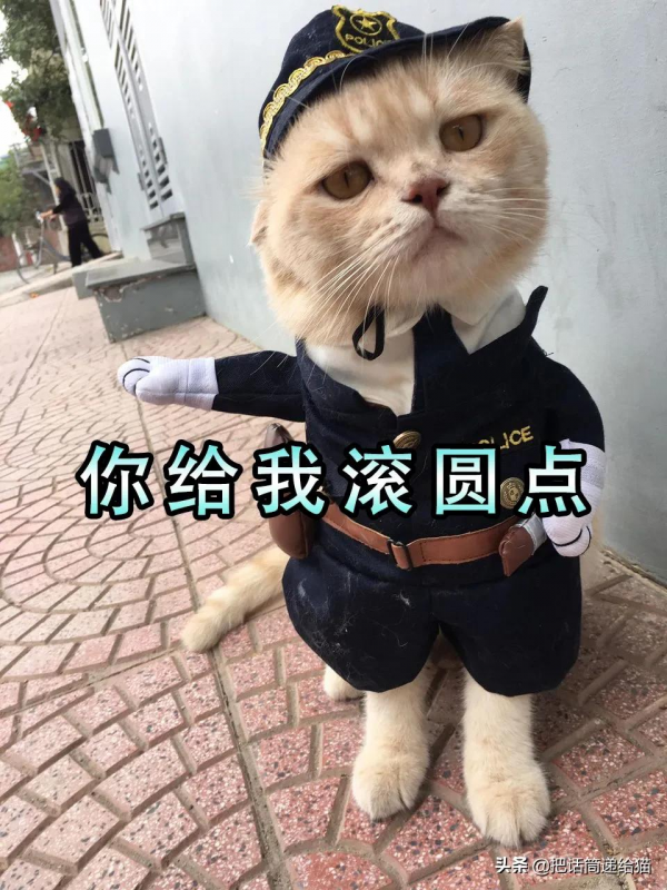 為啥叫貓“主子”？看了他的臉你就明白了