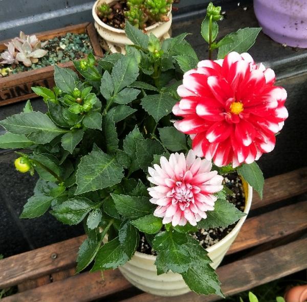 花市“一次性”的盆栽，開完花就死，未免太可惜