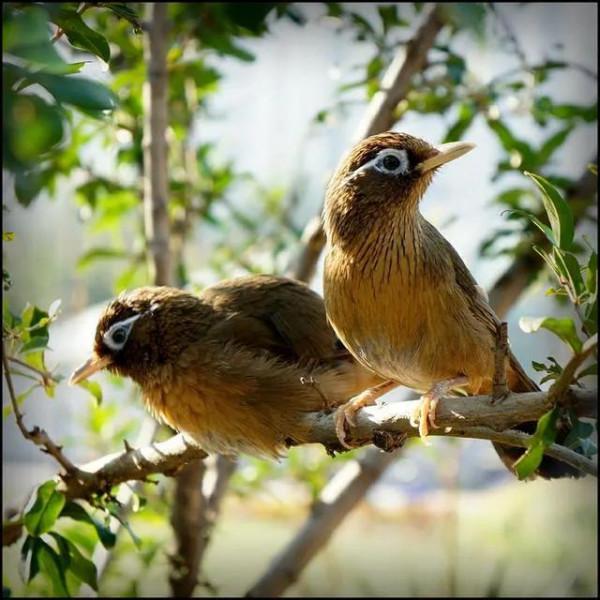 60多張雙比翼鳥圖欣賞