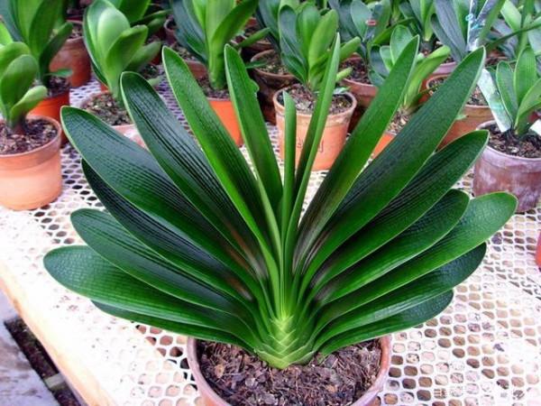 適合窮養的“5種花”，用小盆，少管一些更利於生長和開花