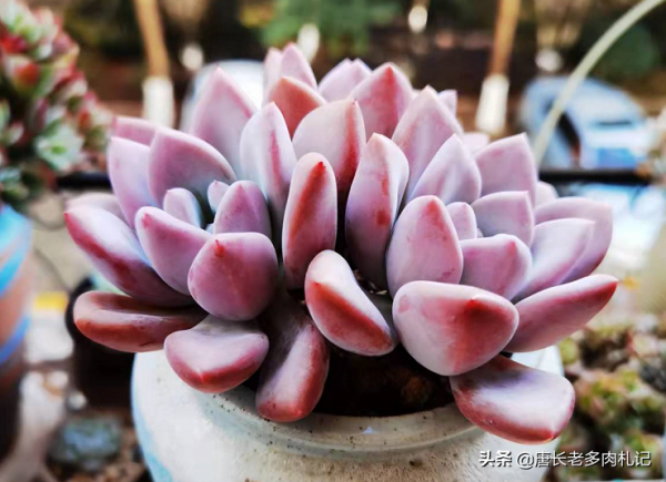 新手花100元如何買多肉？聽老肉友的話，能買很多容易上手的品種