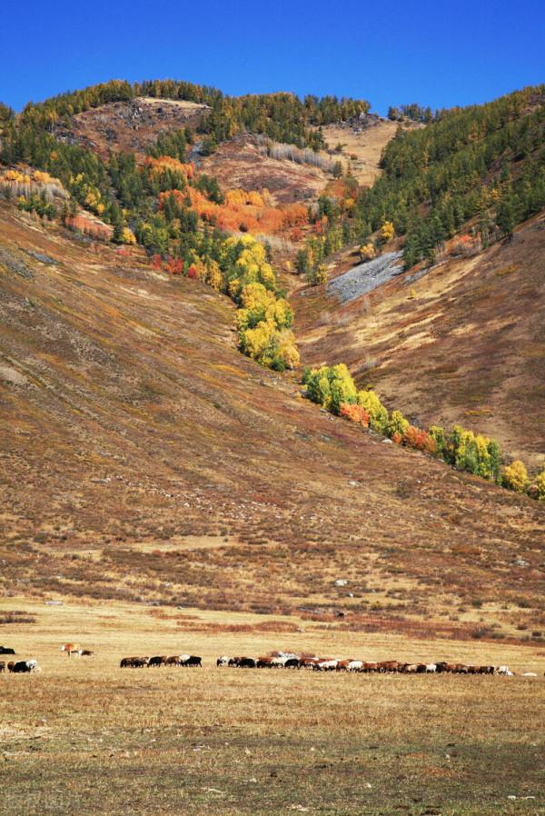 一省一秋!各省秋色“當紅”代言人,你的家鄉上榜了嗎? 一省一秋!各省秋色“當紅”代言人,你的家鄉上榜了嗎?