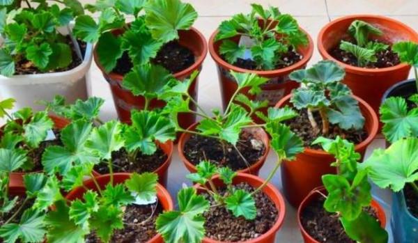 秋天快扦插，10種花不用買，掰個枝子插土裡，嗖嗖生根，成活率高