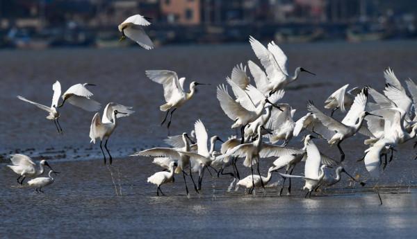 黑臉琵鷺來瓊數量創新高
