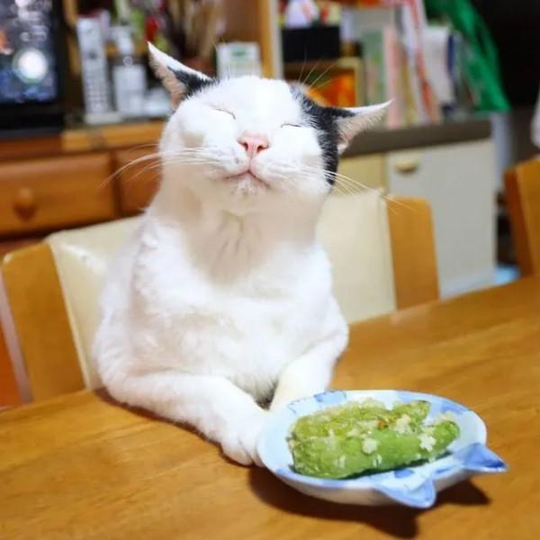 世界上還有這樣不饞嘴的貓咪？我不信