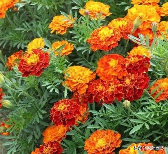 立春了，8種“香香花”，適合“陽臺黨”，大膽施肥，輕鬆爆花