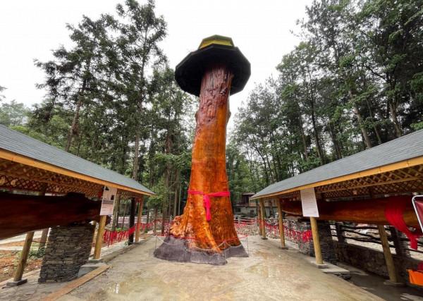 一棵樹價值2.5億，樹苗一棵只要十多塊，這麼珍貴為何沒人種植？