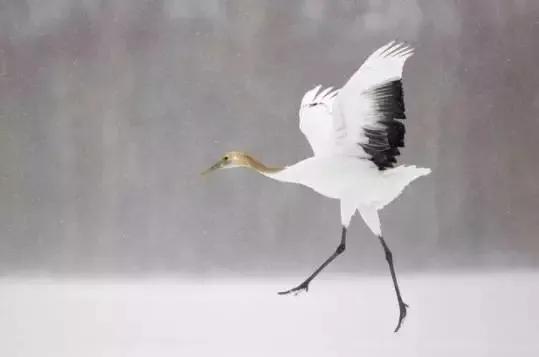 仙鶴飛天，太美啦