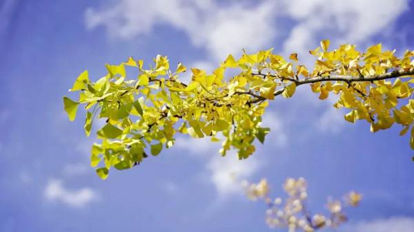 冬日呈貢暖,銀杏換金裝 冬日呈貢暖,銀杏換金裝