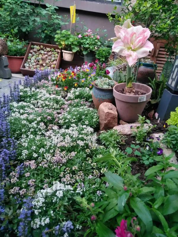 小花鏡繼續改造中