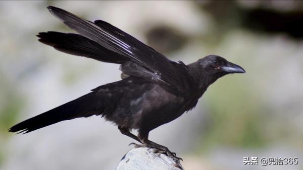魚沒釣到撿了只怪鳥,江蘇一男子直接送到了派出所,網友:聰明 魚沒釣到撿了只怪鳥,江蘇一男子直接送到了派出所,網友:聰明