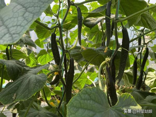 秋季種菜,選擇適宜苗齡很重要,否則有的徒長,有的不長,太難了 秋季種菜,選擇適宜苗齡很重要,否則有的徒長,有的不長,太難了