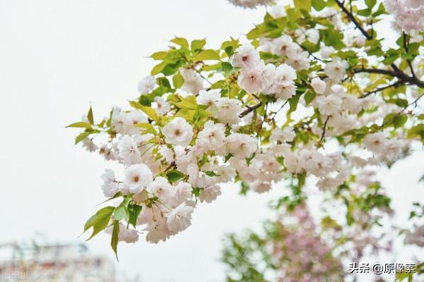 純潔、決絕，櫻花之關山櫻