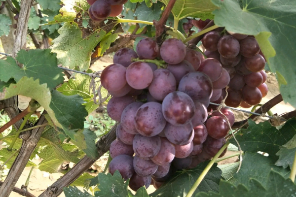 陽光玫瑰葡萄價格墜機,巨峰葡萄變“巨坑葡萄”,葡萄怎麼了? 陽光玫瑰葡萄價格墜機,巨峰葡萄變“巨坑葡萄”,葡萄怎麼了?