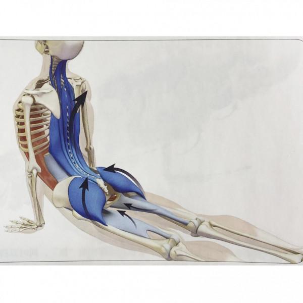 瑜伽基礎體式：上犬式的正確發力