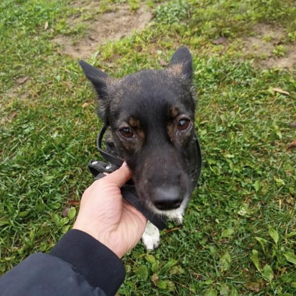 帶狗狗坐飛機,意外失蹤卻無人告知,一週後在機場郊外找到 帶狗狗坐飛機,意外失蹤卻無人告知,一週後在機場郊外找到