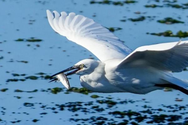 照片故事～今日小白鷺