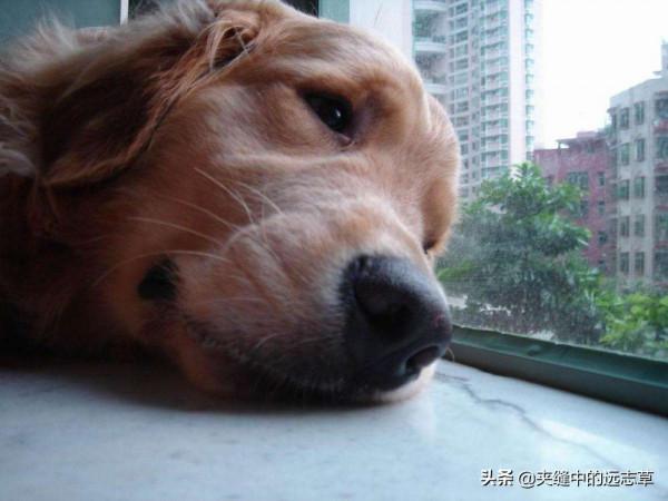 鬱鬱寡歡？分享五味中藥，善解六鬱，送給正在糟心的你