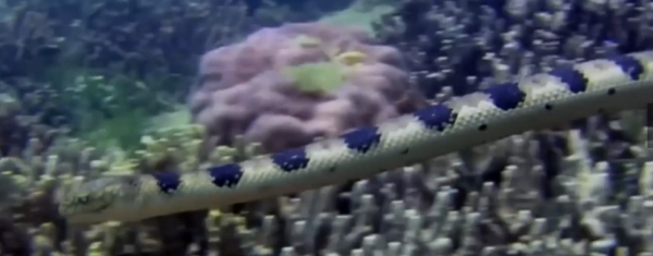 海洋動物：每個都十分可怕，危險的程度讓人敬而遠之