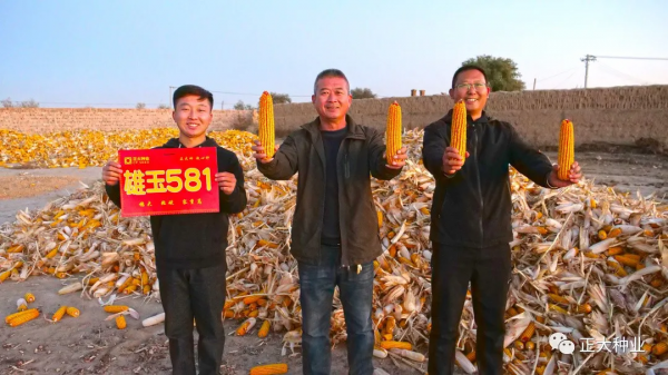 高產又抗旱,首選雄玉581 高產又抗旱,首選雄玉581