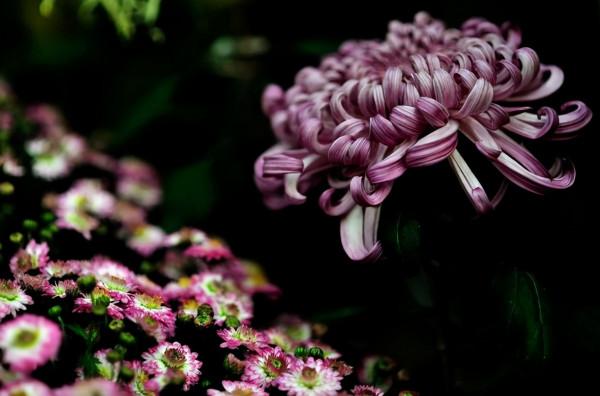 「原創詩詞」三人行 |​ 昨夜夢中春去急 枕溼 愁煙又染小山眉