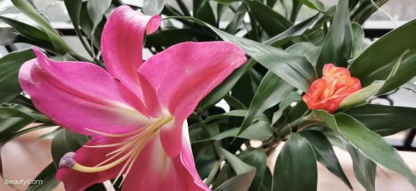 罕見富貴竹開花 花開富貴 大吉大利 竹報平安