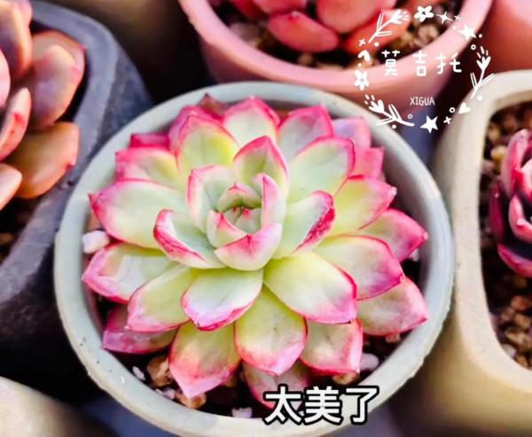 多肉好養嗎? 多肉好養嗎?