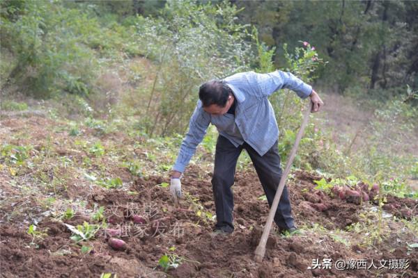 河南山區農民咋回事，老家花幾十萬蓋房卻不住，地裡種紅薯也不吃