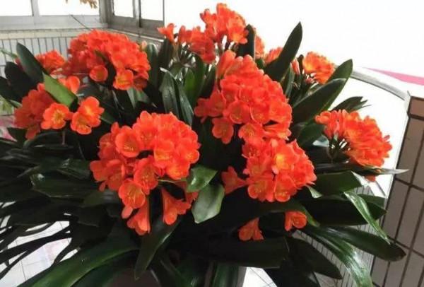 “不易死”的5種花，吉祥又大氣，少管“控水”才能開成大花球