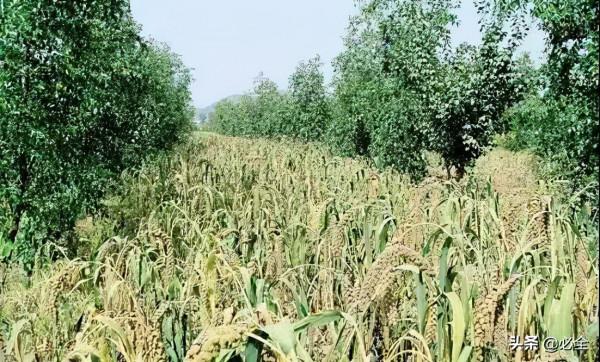 十大模式“引爆”林下經濟發展 十大模式“引爆”林下經濟發展