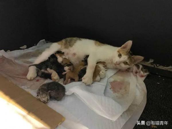 “喜當爹!好傢伙生了8只小奶貓!” “喜當爹!好傢伙生了8只小奶貓!”