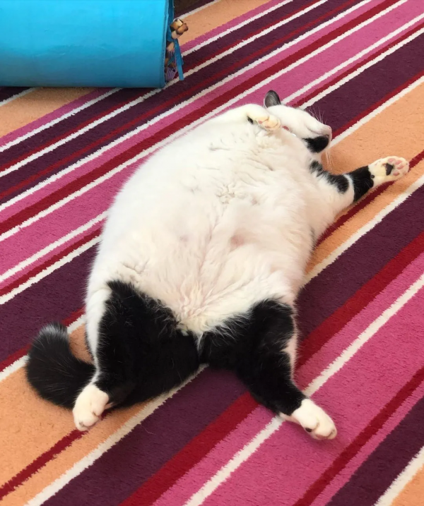 營養不良的貓，憑本事把自己喂成“豬”