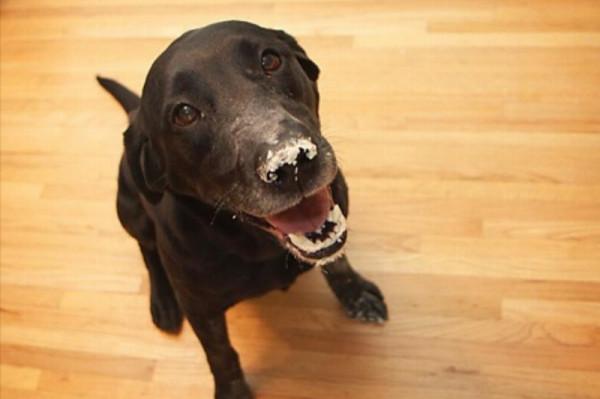 因搞破壞被抓時的狗狗,它的表情我能笑一天 因搞破壞被抓時的狗狗,它的表情我能笑一天