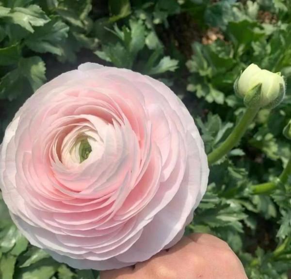 這些“冷門”花不輸“網紅”花，放在陽臺上，個個長得豔麗