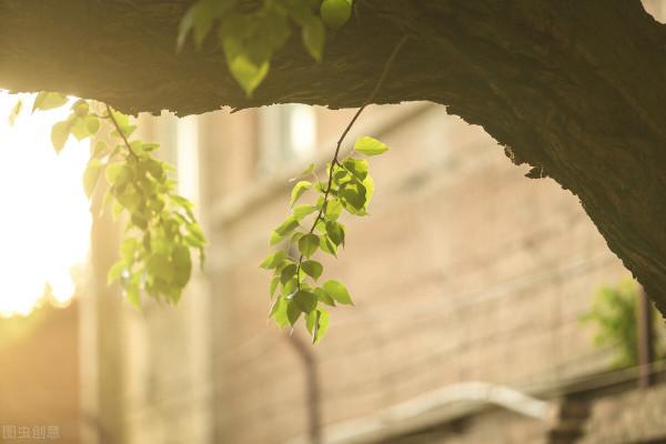 散文:仲夏的記憶 散文:仲夏的記憶