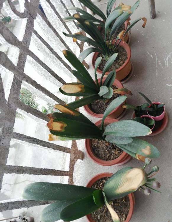 君子蘭有“6忌”，難怪越養越“糟糕”，新手看了可規避