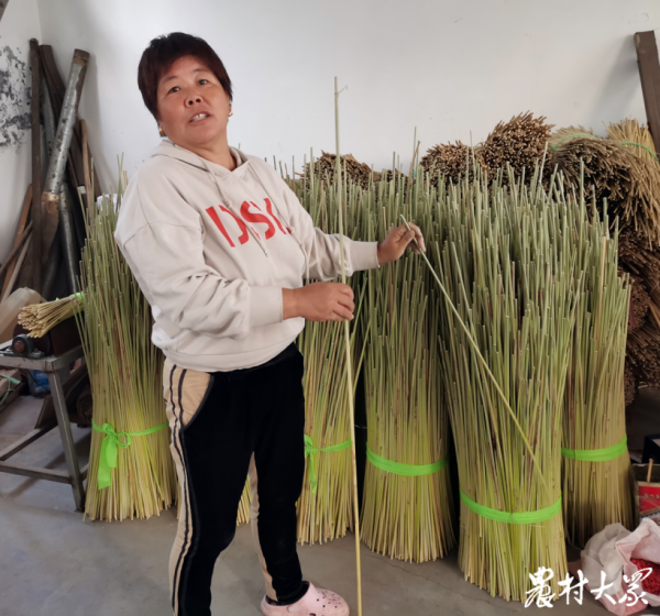 付家村一棵高粱值多少錢？村民：沒法估計…