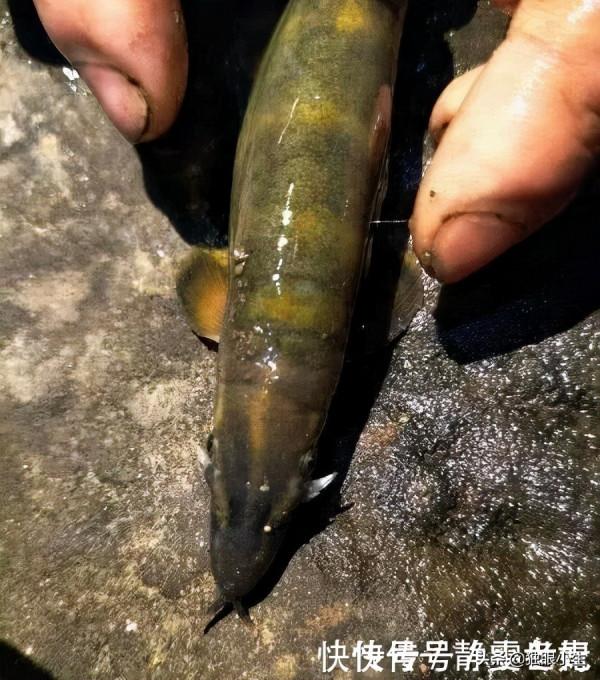 南盤江的“水泥鰍”,渾身虎紋，上百一斤，漁民很難捕到了