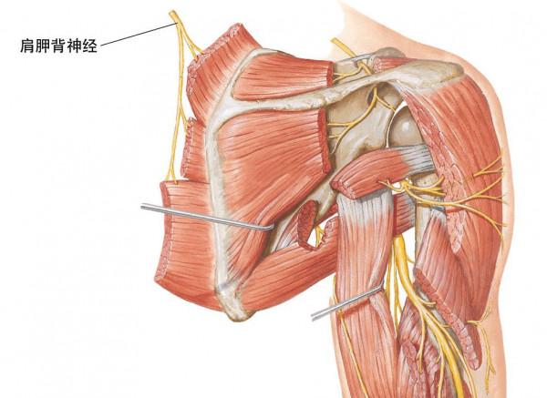 肩胛骨內側緣上下疼痛的根源在哪裡？