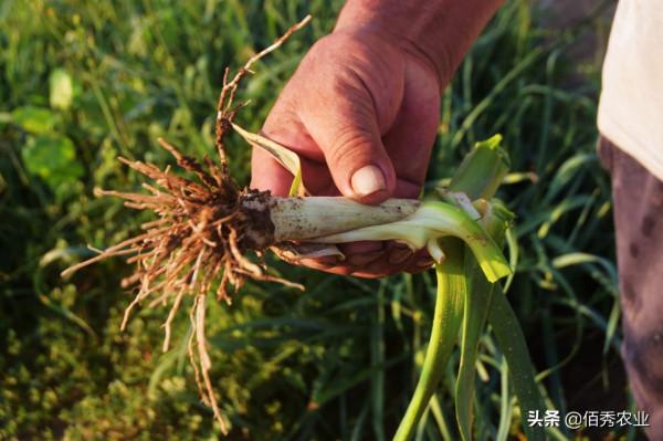 2個步驟破譯大蒜高產“密碼”，按照要求去做，大蒜種植無新手