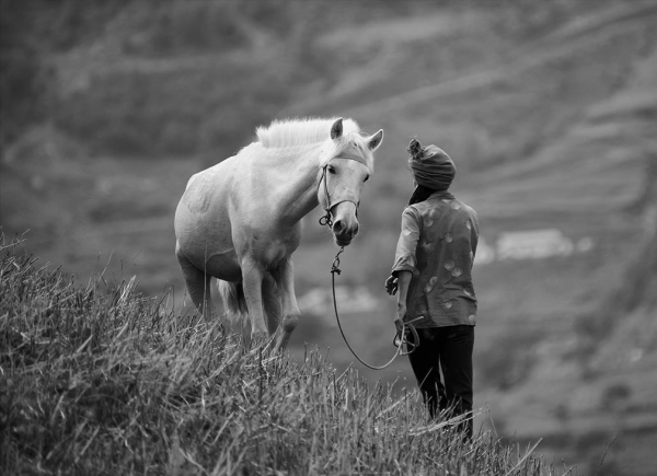 生產隊的人和驢，飼養員老漢刀下留驢，老驢深夜從狼群裡救出老漢
