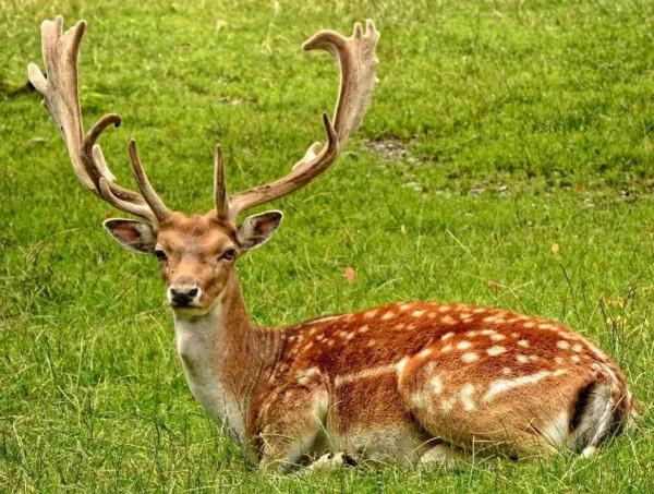 分享圖片 梅花鹿 可愛呆萌 堅強勇敢