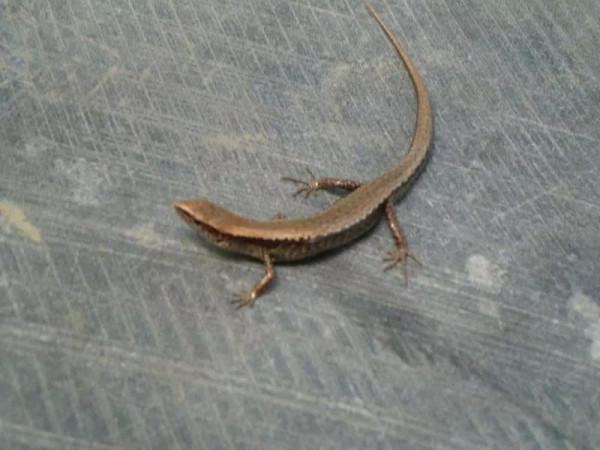 你知道什麼是四腳蛇嗎