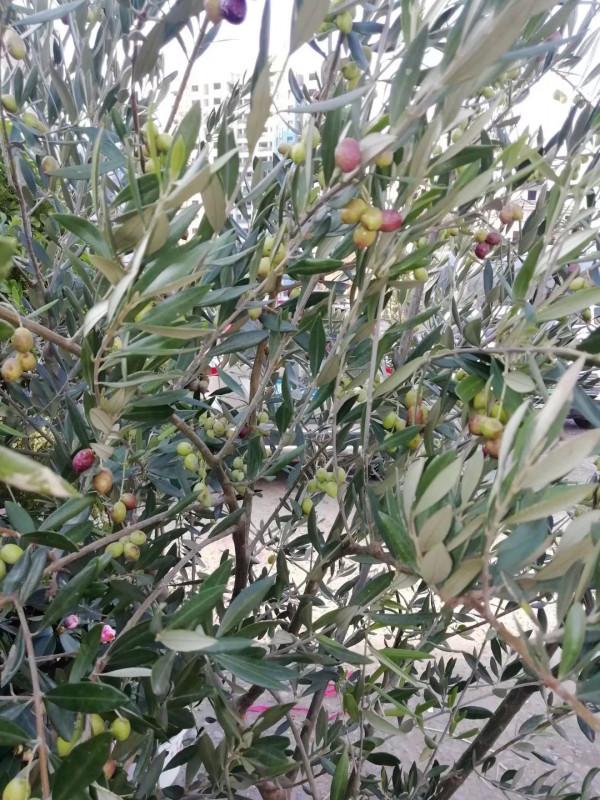 油料、園林綠化多用途常綠樹種——油橄欖