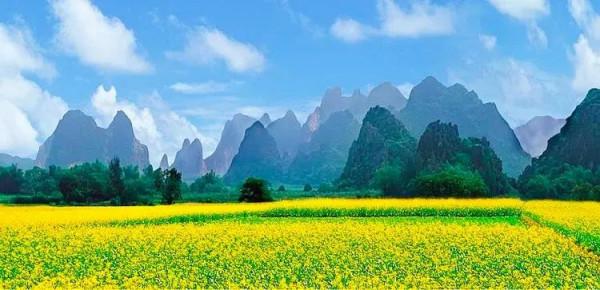 分享：油菜花海，芳香四溢，景色宜人，令人陶醉