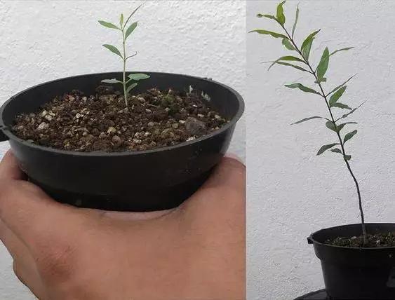 美爆了，還用買花嗎，吃剩的水果可以種出盆栽（四）